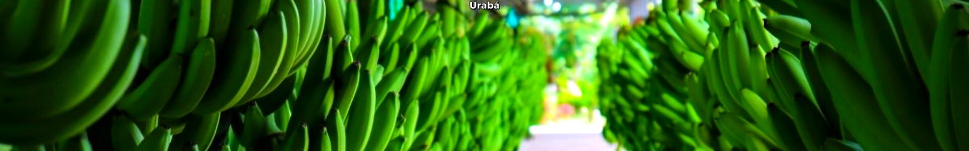 Urabá